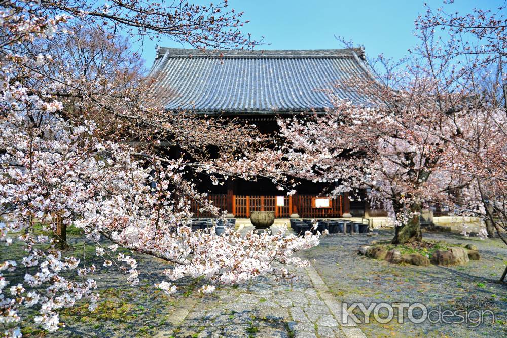 立本寺　さくら咲く参道