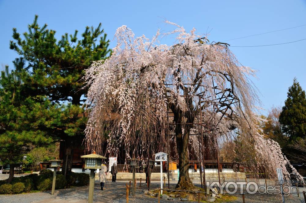 千本釈迦堂（大報恩寺）阿亀桜