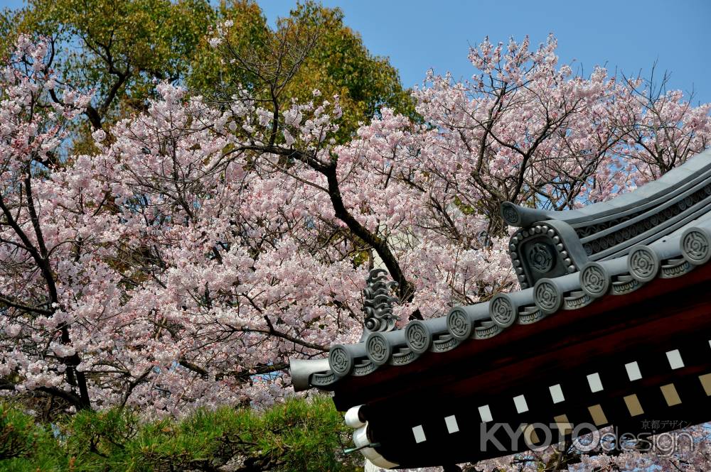 宥清寺　桜