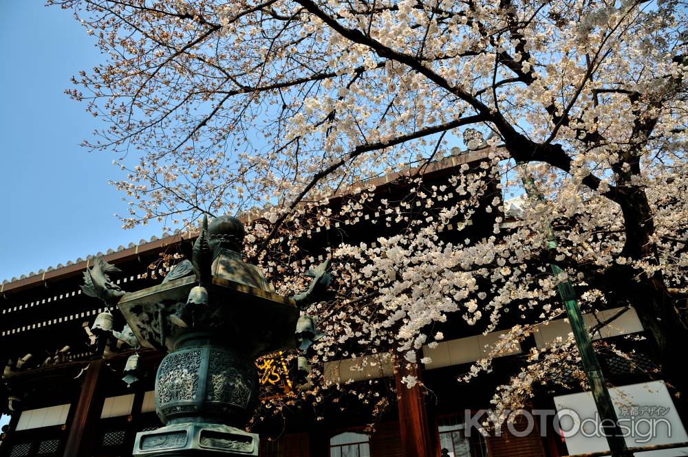 宥清寺　染井吉野咲く