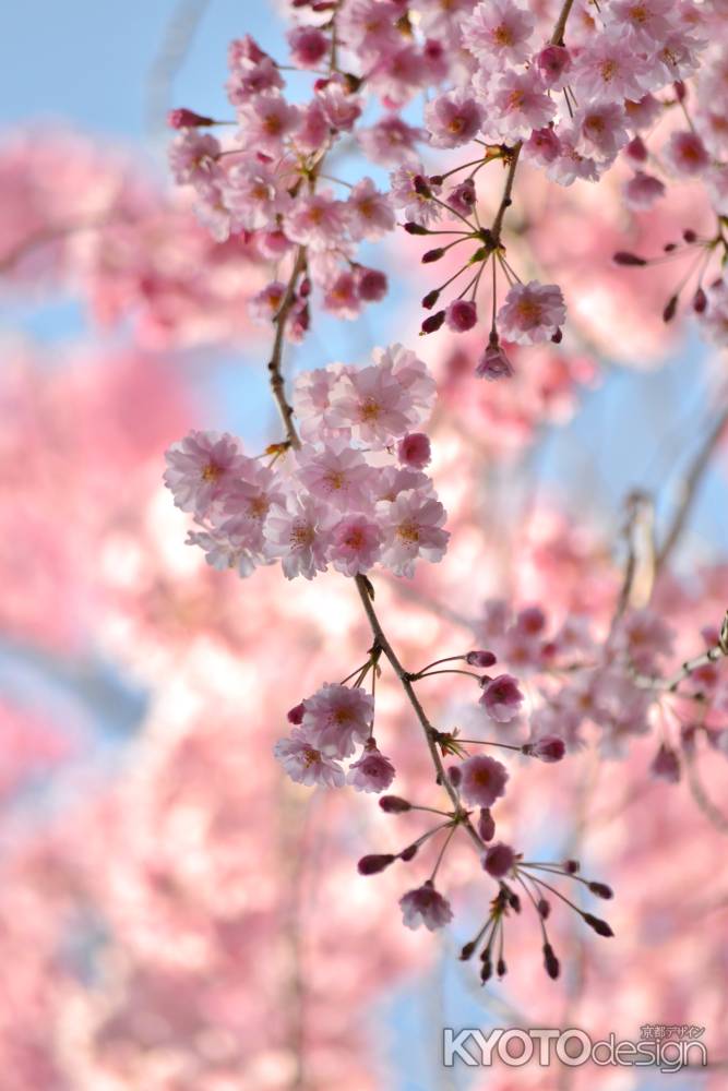 龍安寺　枝垂れ桜