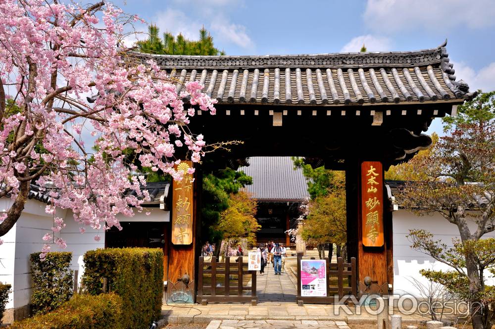 妙顕寺   桜　門