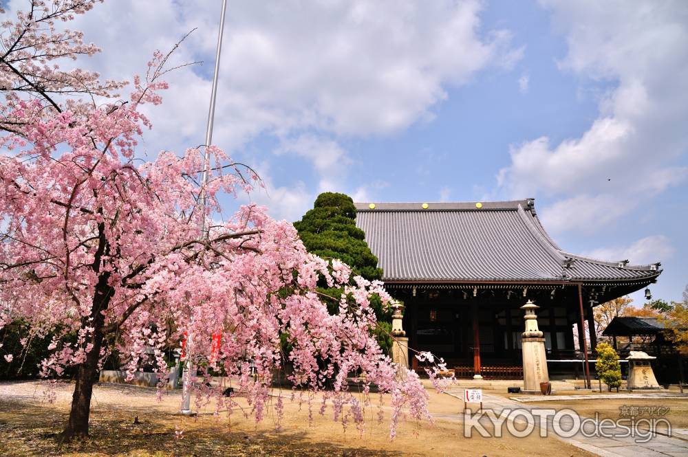 妙顕寺　境内　枝垂れ桜