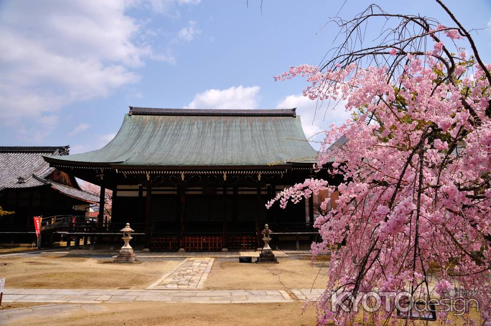 妙顕寺 　枝垂れ桜　