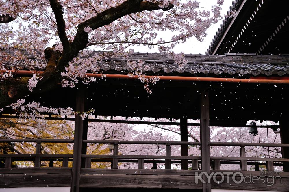 妙顕寺　回廊　舞う