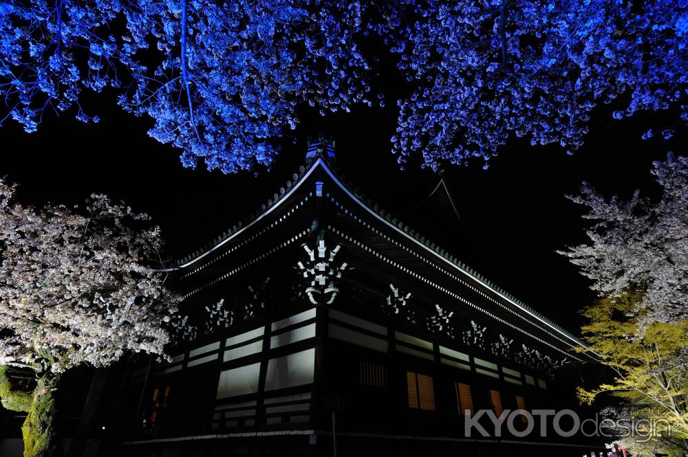 妙顕寺　桜ライトアップ　夜空へ