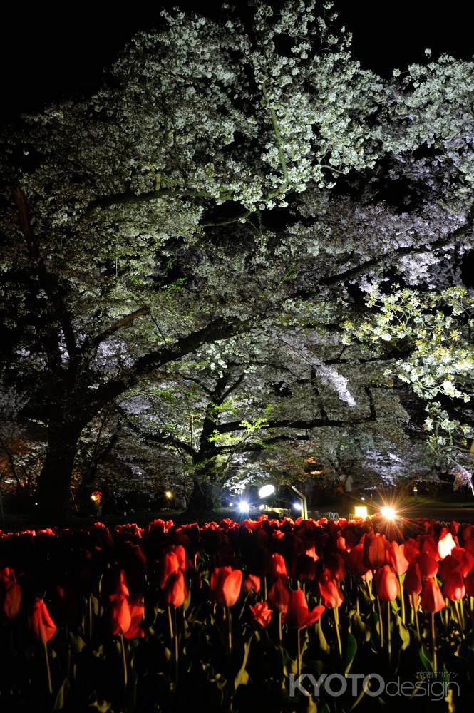 京都府立植物園　桜ライトアップ