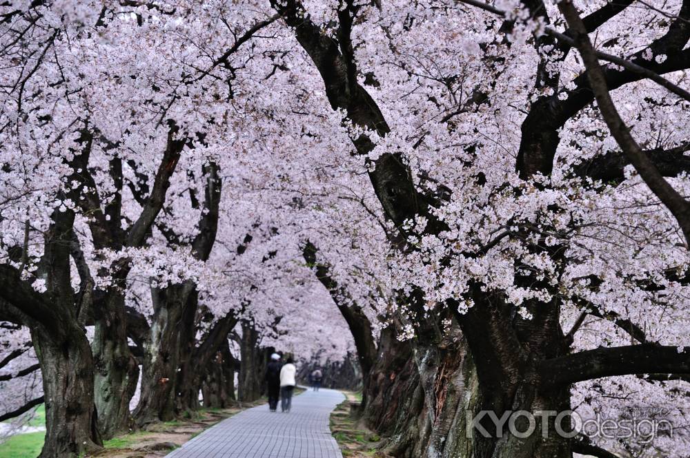 ふたりの桜道