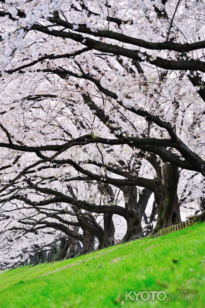 寝転んで桜