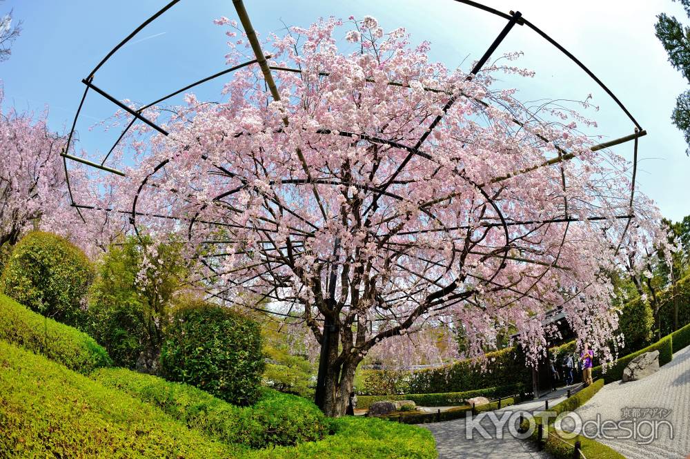 広がる紅枝垂れ桜