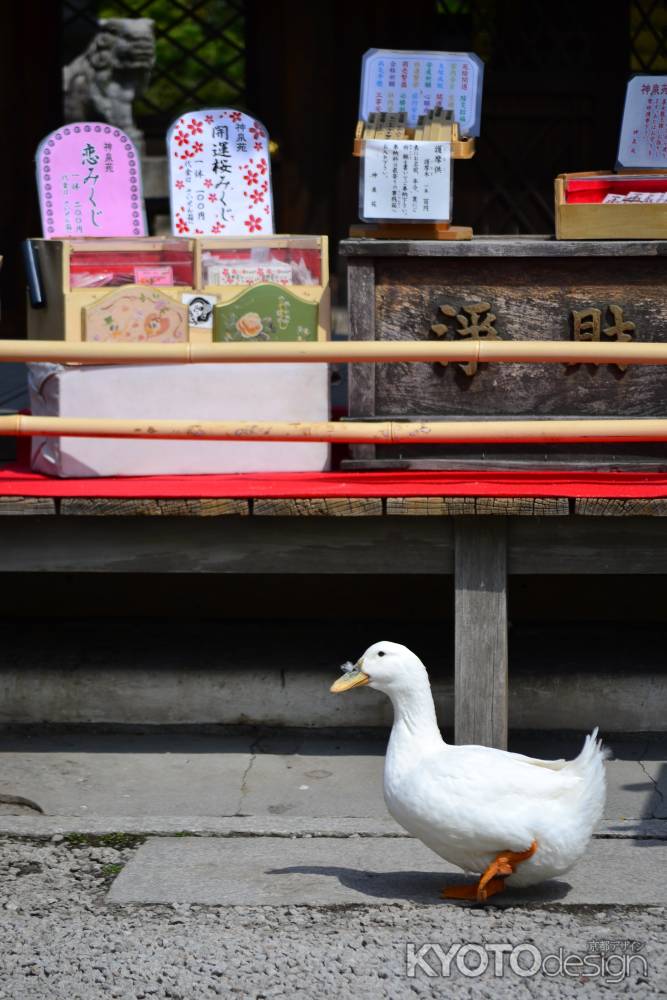 アヒルの春の参拝