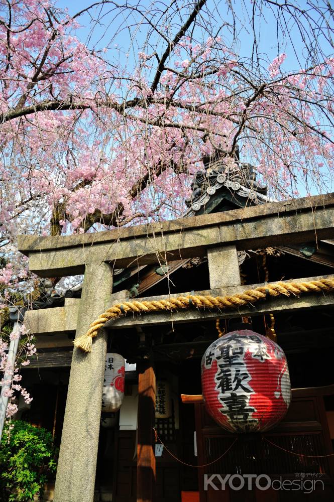 雨宝院　枝垂れ桜