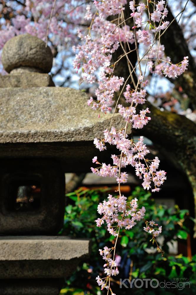 雨宝院　石燈籠に枝垂れ桜