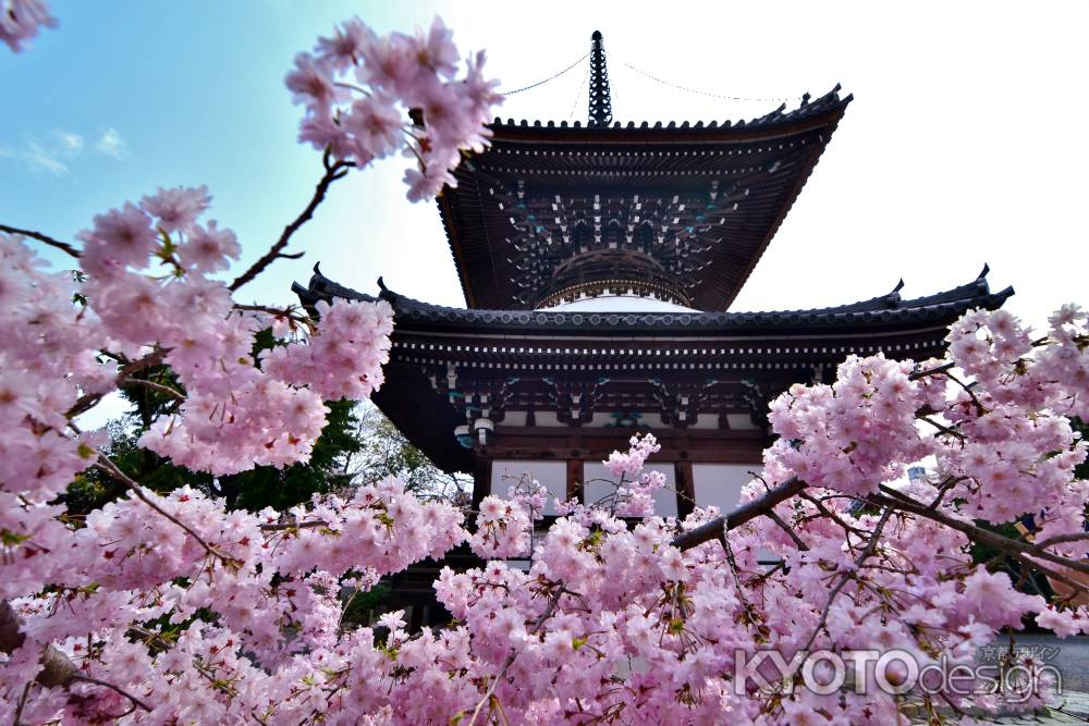 本法寺   桜