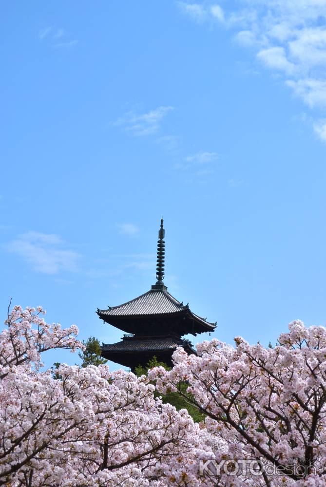 御室桜　五重塔