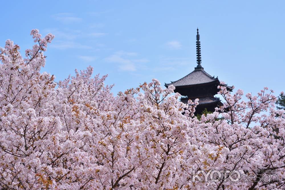 満開の御室桜