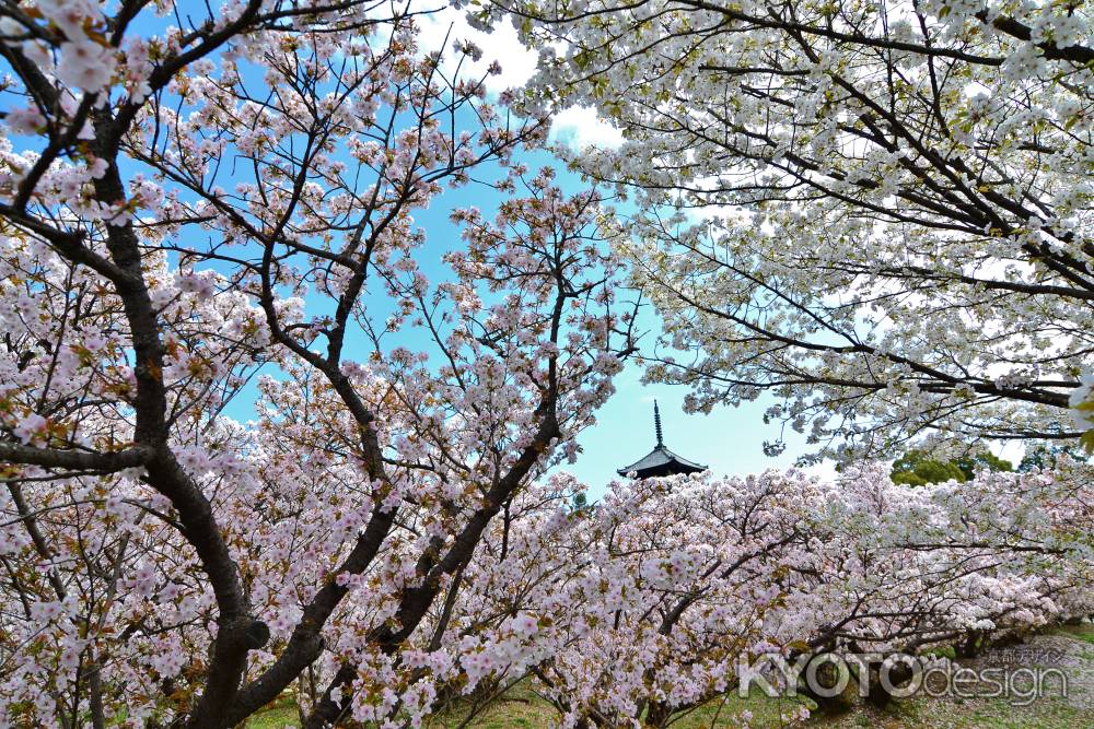 御室桜　桜トンネル