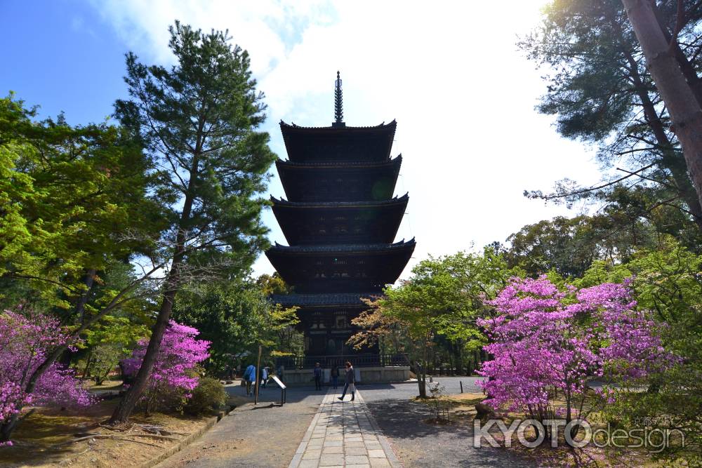 仁和寺　つつじ