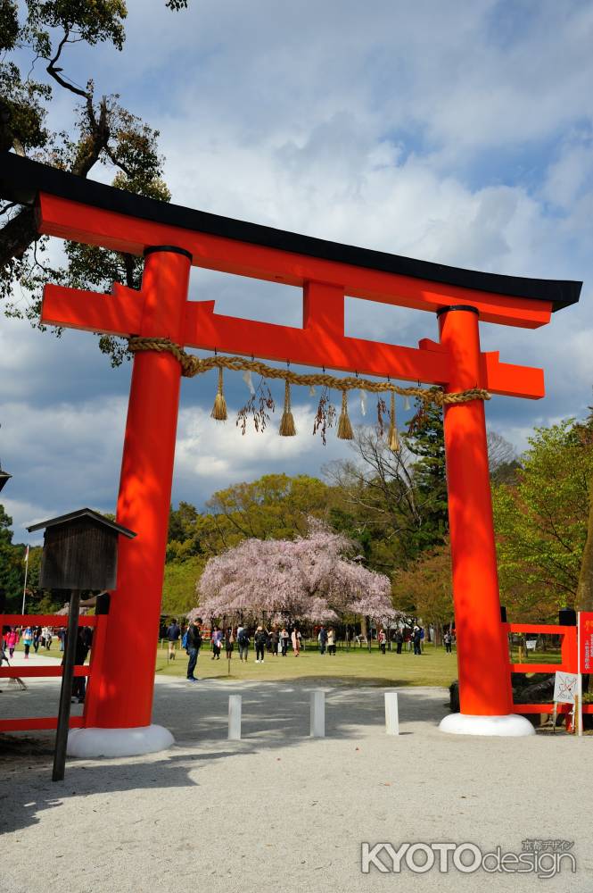 上賀茂神社　賀茂曲水宴　桜