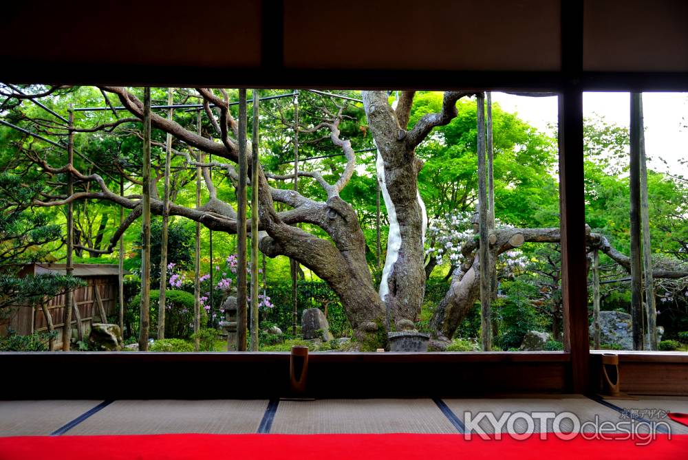 宝泉院　額縁庭園　五葉の松