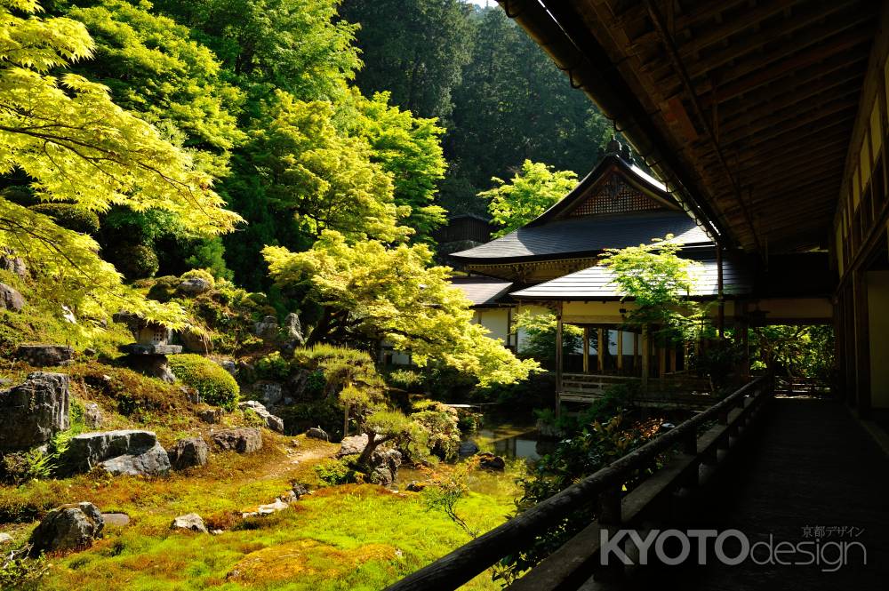 常照皇寺　緑