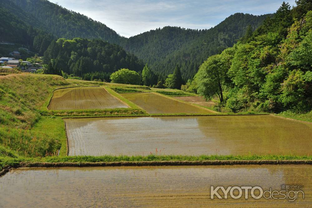 棚田の田植え