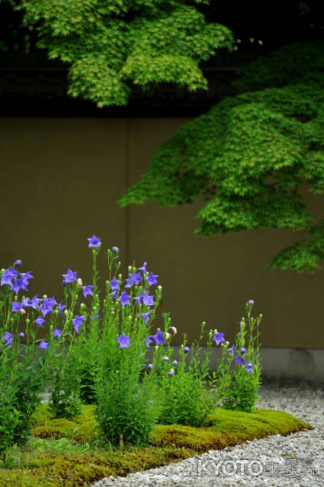 廬山寺　桔梗