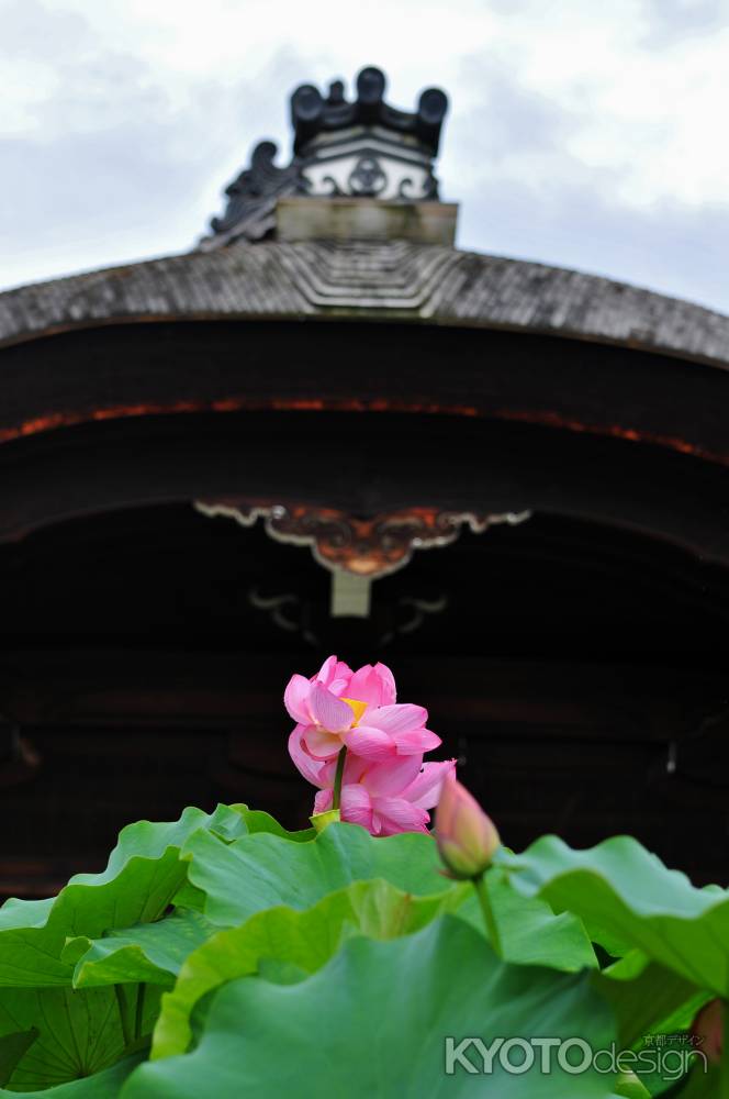 観蓮会　朝