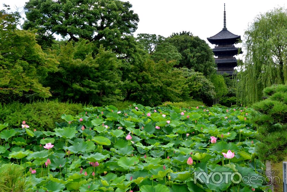 神聖な花