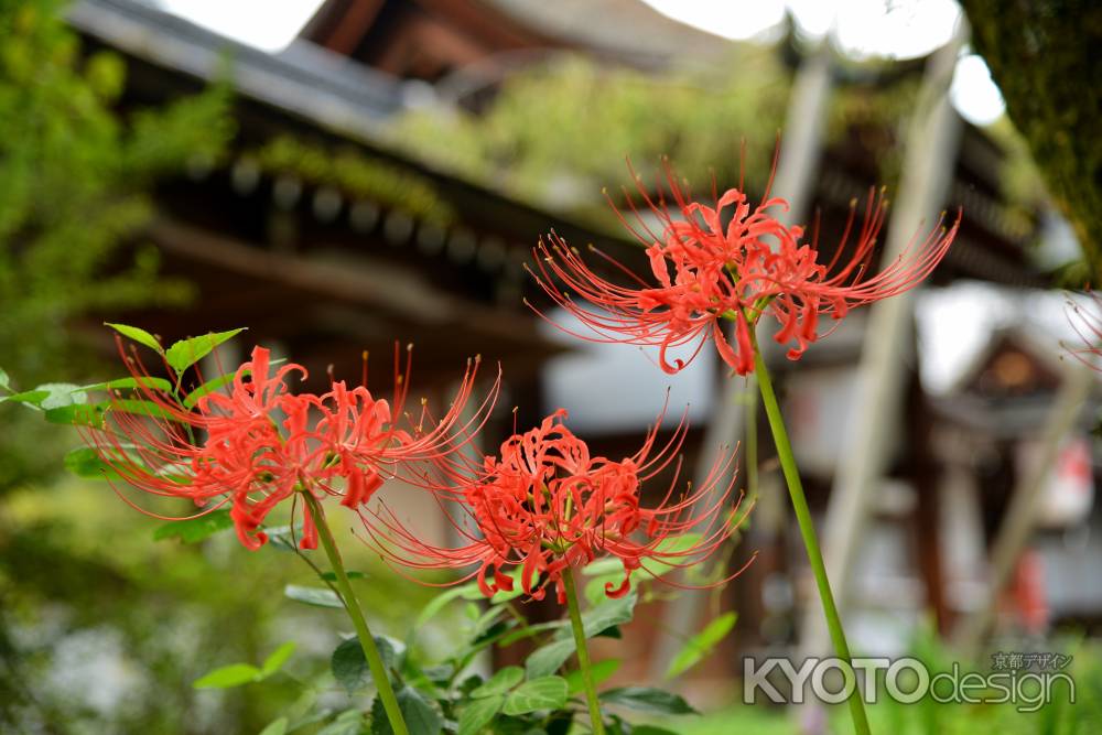 平野神社　彼岸花