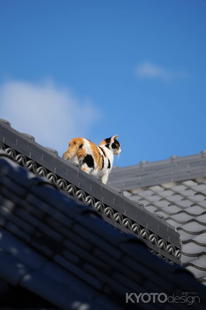 秋晴れの空