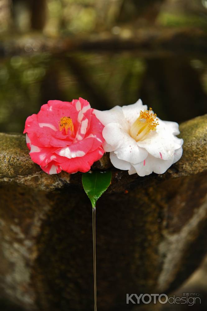 落花流水の情