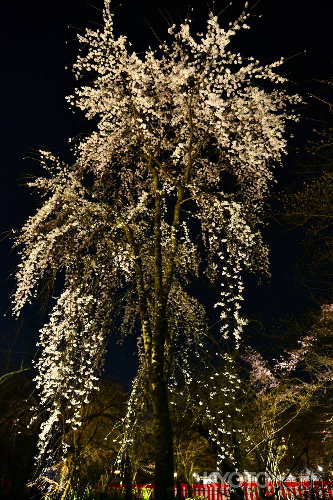 桜　モンスター　