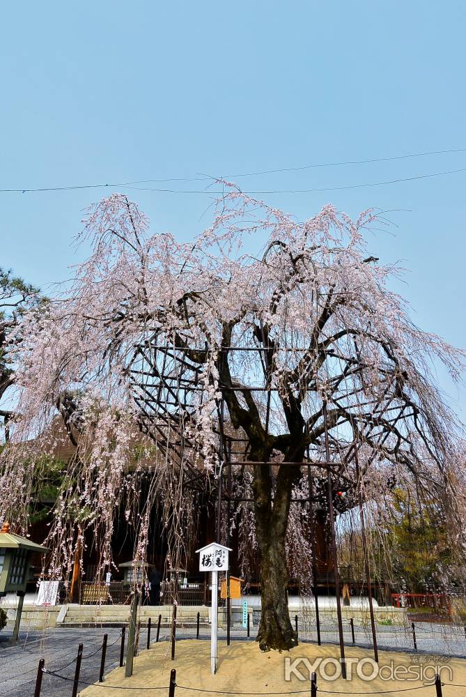 阿亀桜