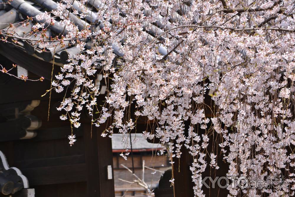 桜きらめく