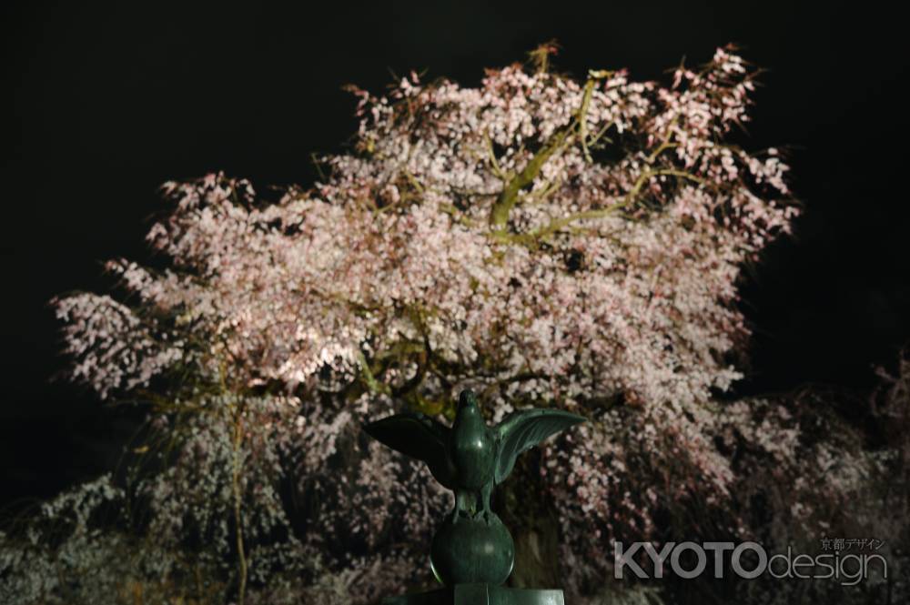 鳩と祇園しだれ桜