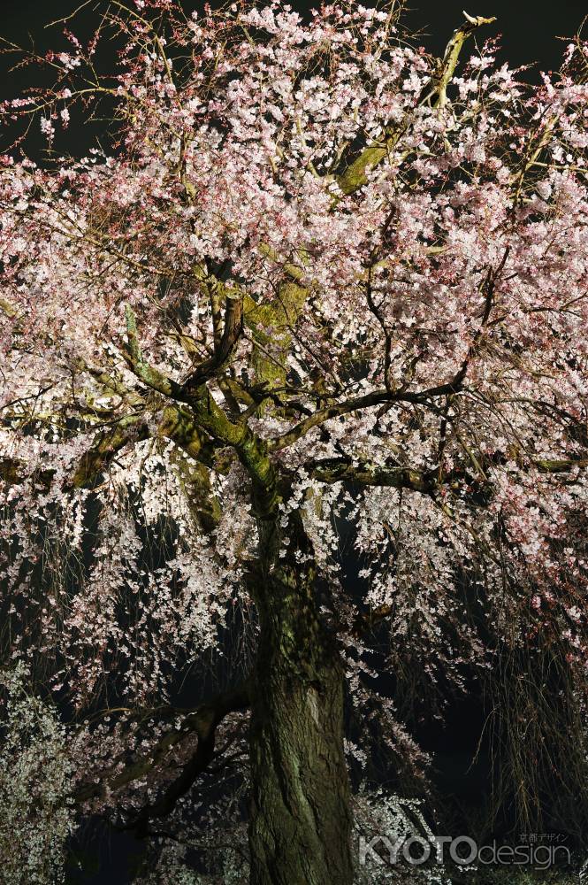 祇園枝垂桜