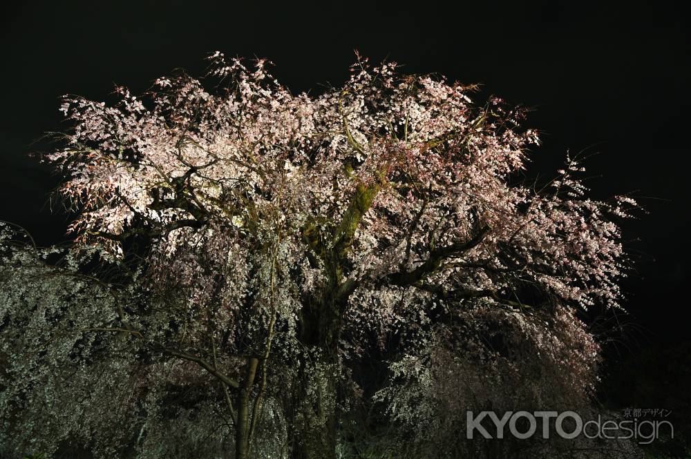 桜花　今ぞ盛りと人は言へど　