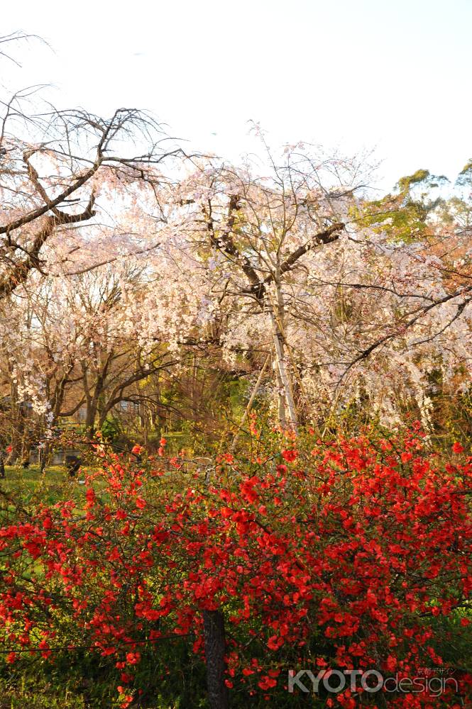 桜と木瓜の花