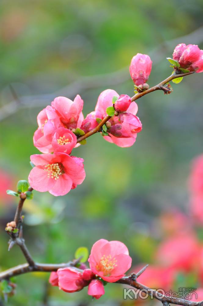 木瓜の花　満開