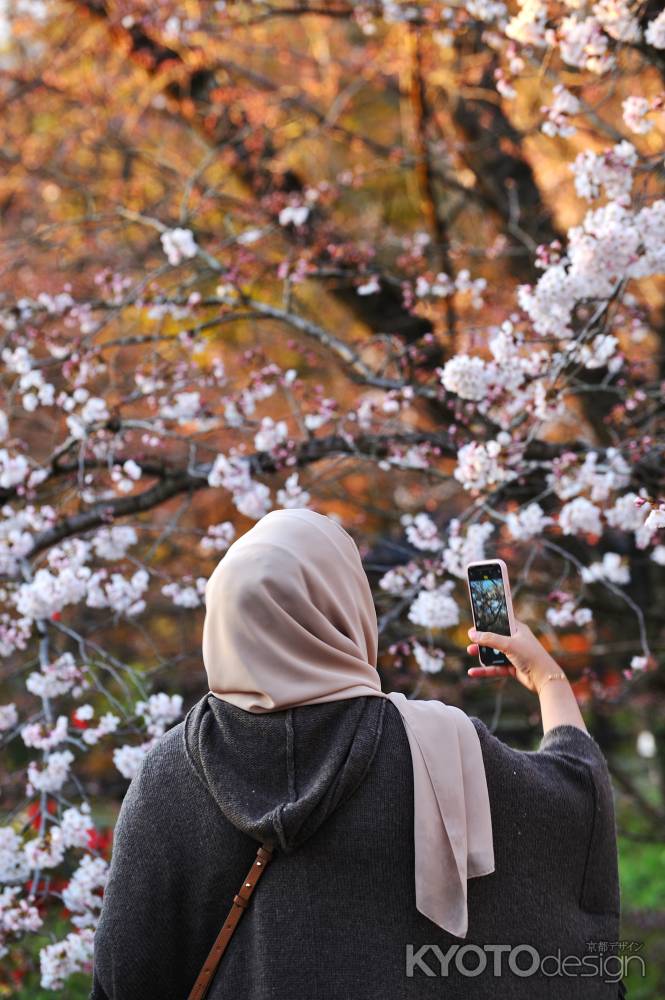 インスタ映え　桜