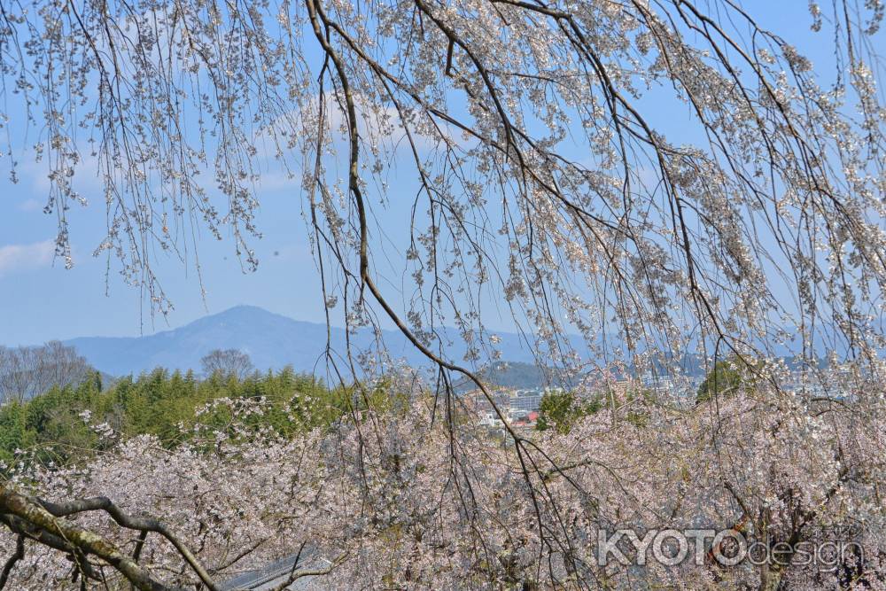 桜のまにまに