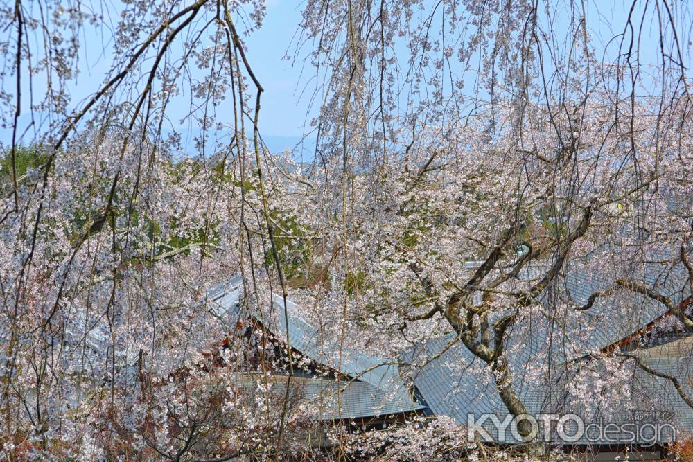 桜のカーテン