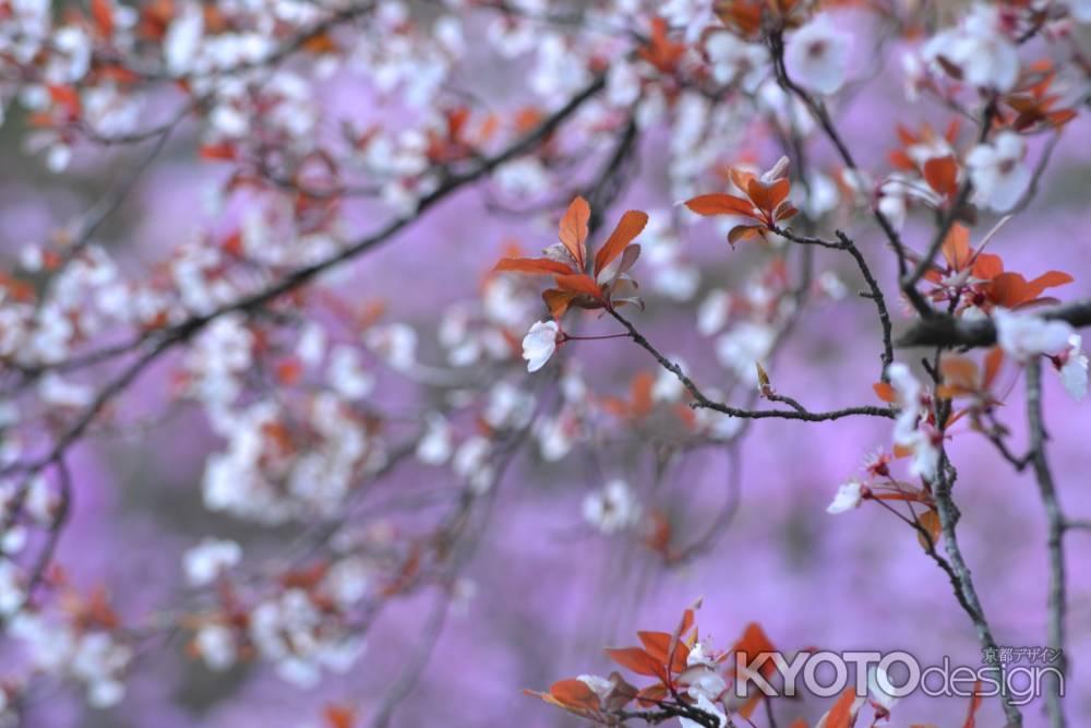 紅葉李（ベニバスモモ）