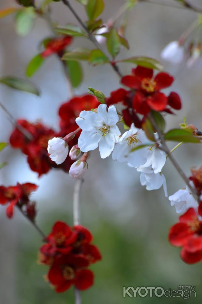 桜と黒光木瓜