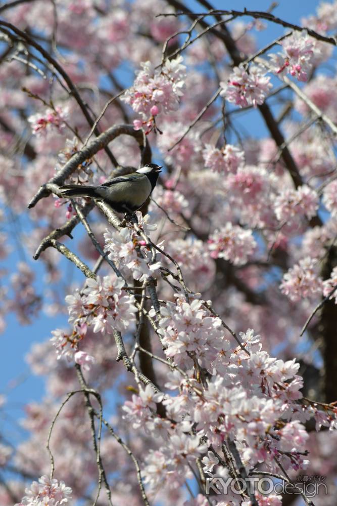 桜とシジュウカラ