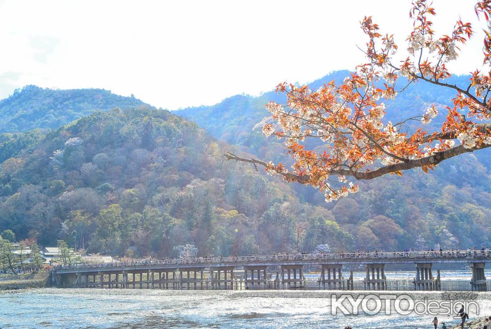 春の渡月橋