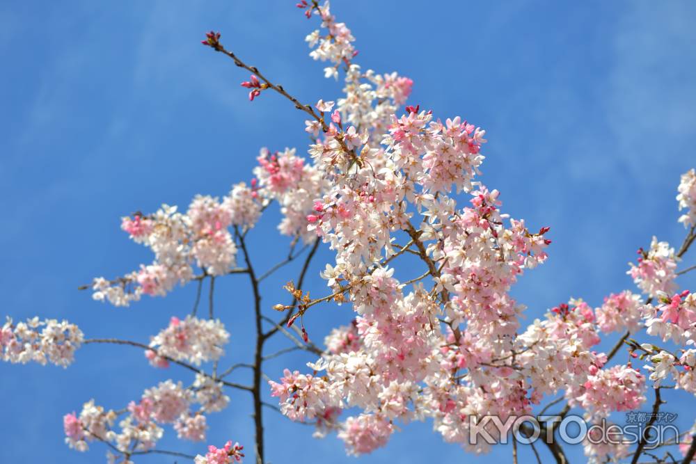 咲き出した桜　半木の道　