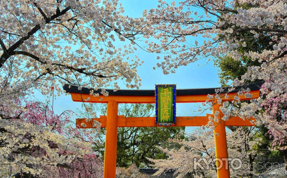 平野神社　満開