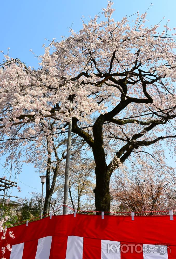 快晴の桜苑